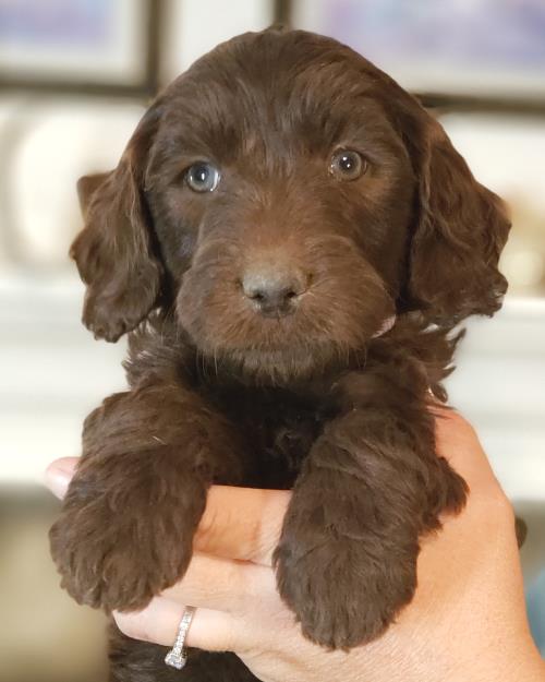 Stella